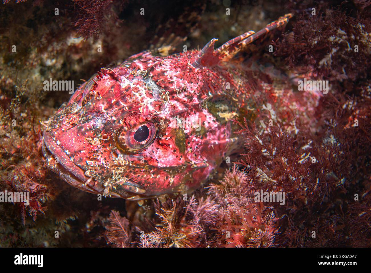 Un pez escorpión rojo se esconde en un arrecife en las Islas del Canal de California y se mezcla con las algas rojas para evitar ser comido. Foto de stock