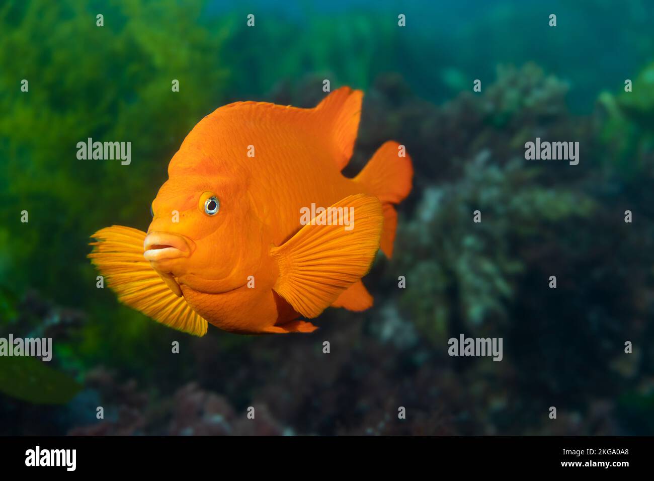 Un pez garibaldi naranja brillante nada a través de su hábitat natural de kelp y curiosamente me echa un vistazo. Foto de stock