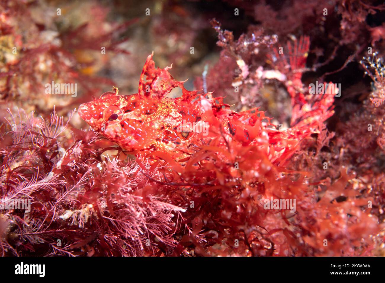 Un esquivo y escurridizo kelpfish se esconde entre un parche de algas rojas en un arrecife en las Islas del Canal de California. Foto de stock