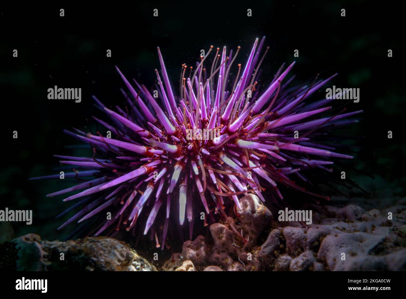 La iluminación superior de un erizo común de mar púrpura en un arrecife en el Parque Nacional de las Islas del Canal de California revela su verdadera belleza. Foto de stock