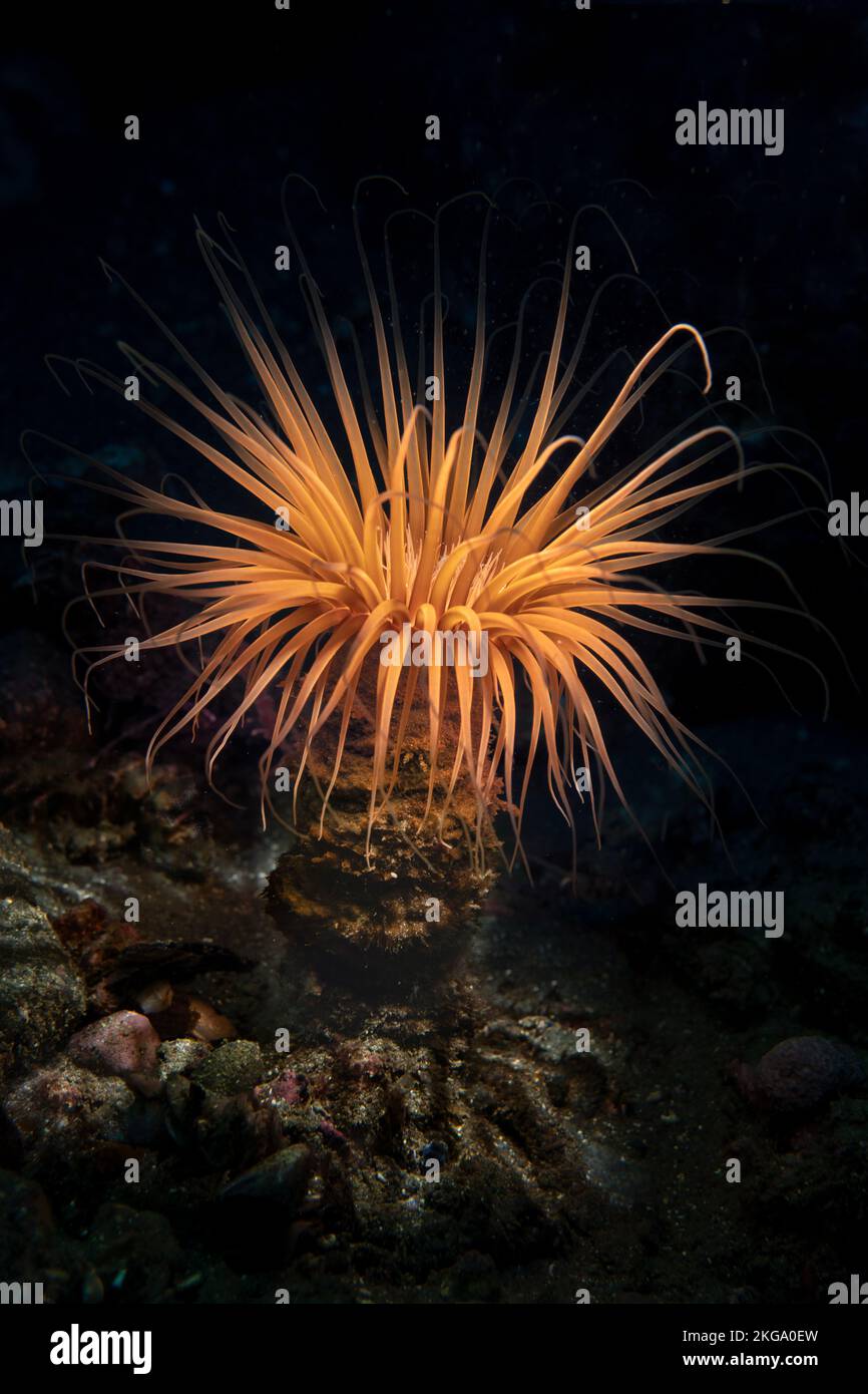 Una Anemona de Pacific Tube naranja extiende sus delivados tentables para alimentarse de desechos, peces pequeños y otras fuentes de alimentos. Foto de stock