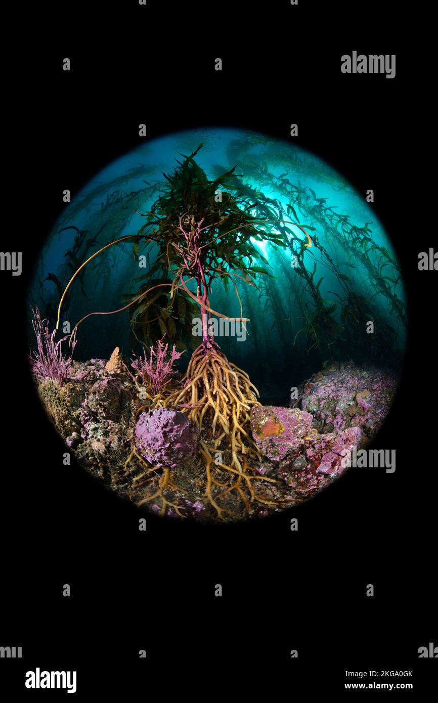 Grabada con una lente circular amplia, esta imagen de un arrecife en las Islas del Canal de California muestra la variedad de crecimiento en el arrecife y la amplia extensión de t Foto de stock
