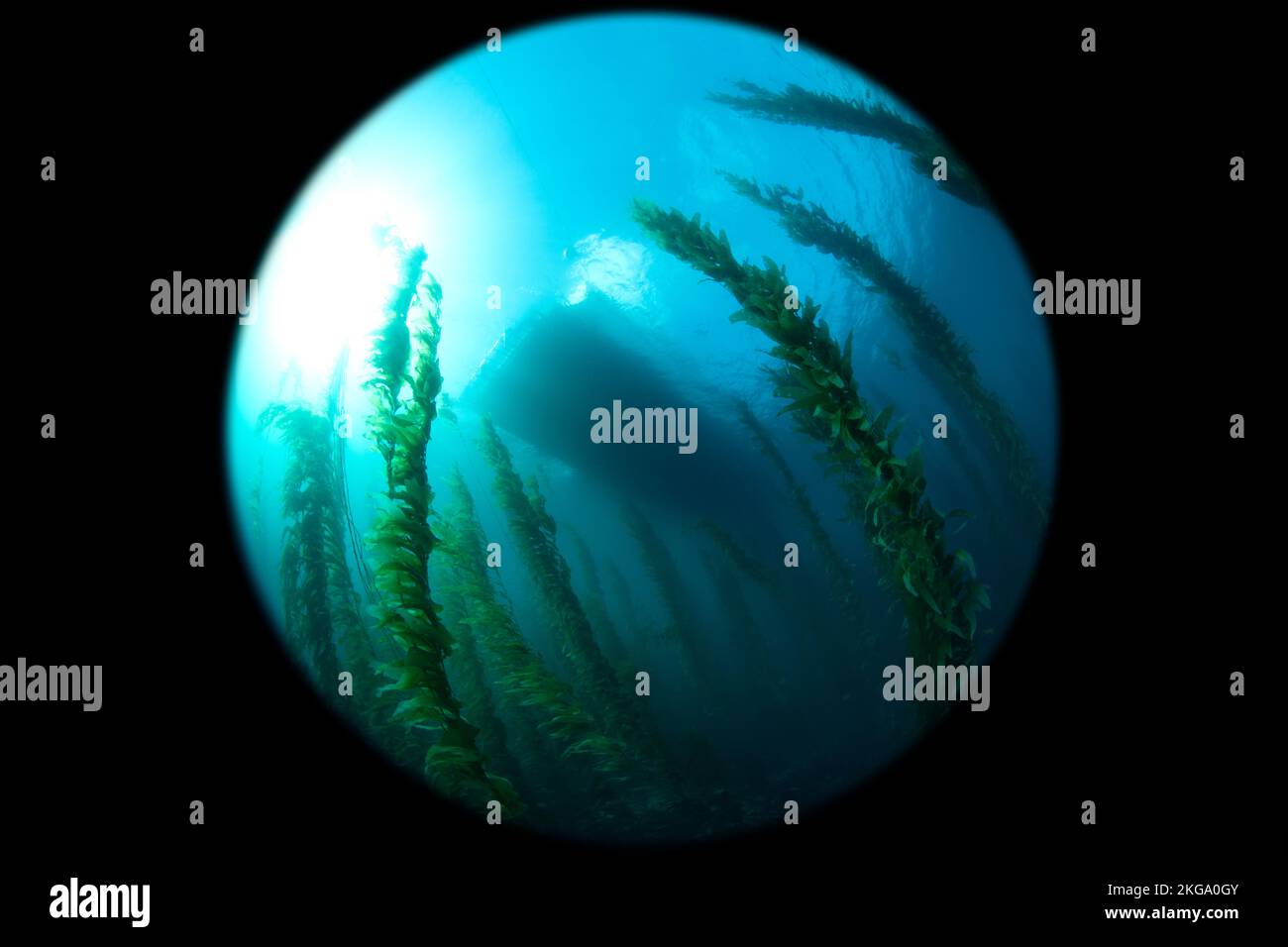 Una imagen circular de gran amplitud tomada en una cama de kelp mirando hacia arriba el barco de buceo flotando sobre una hermosa cama de kelp en una mañana brillante de buceo. Foto de stock