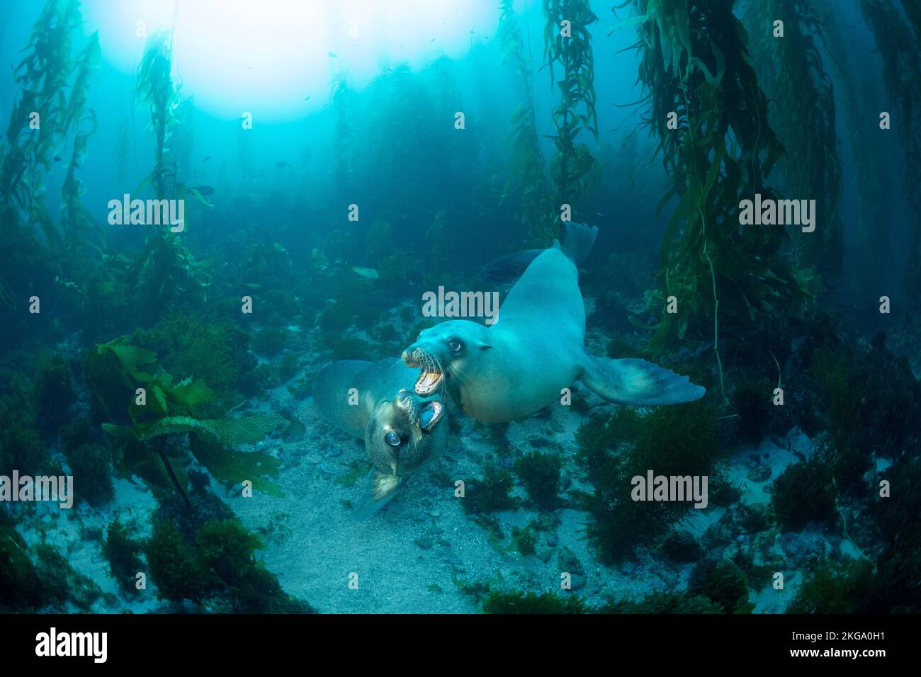 Dos juguetones marinos de California retozan en las aguas cristalinas y el lecho de algas marinas del Parque Nacional Marino de las Islas del Canal. Foto de stock