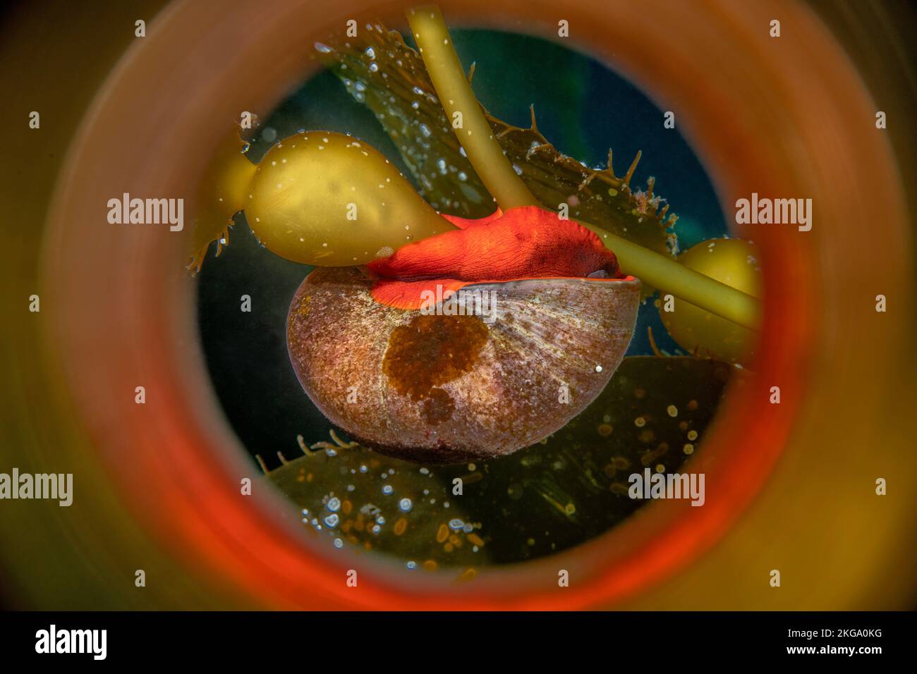 El caracol residente en California, el caracol Norris Top, vive principalmente entre los quelpos y es fácilmente identificado por su brillante pie anaranjado. Foto de stock
