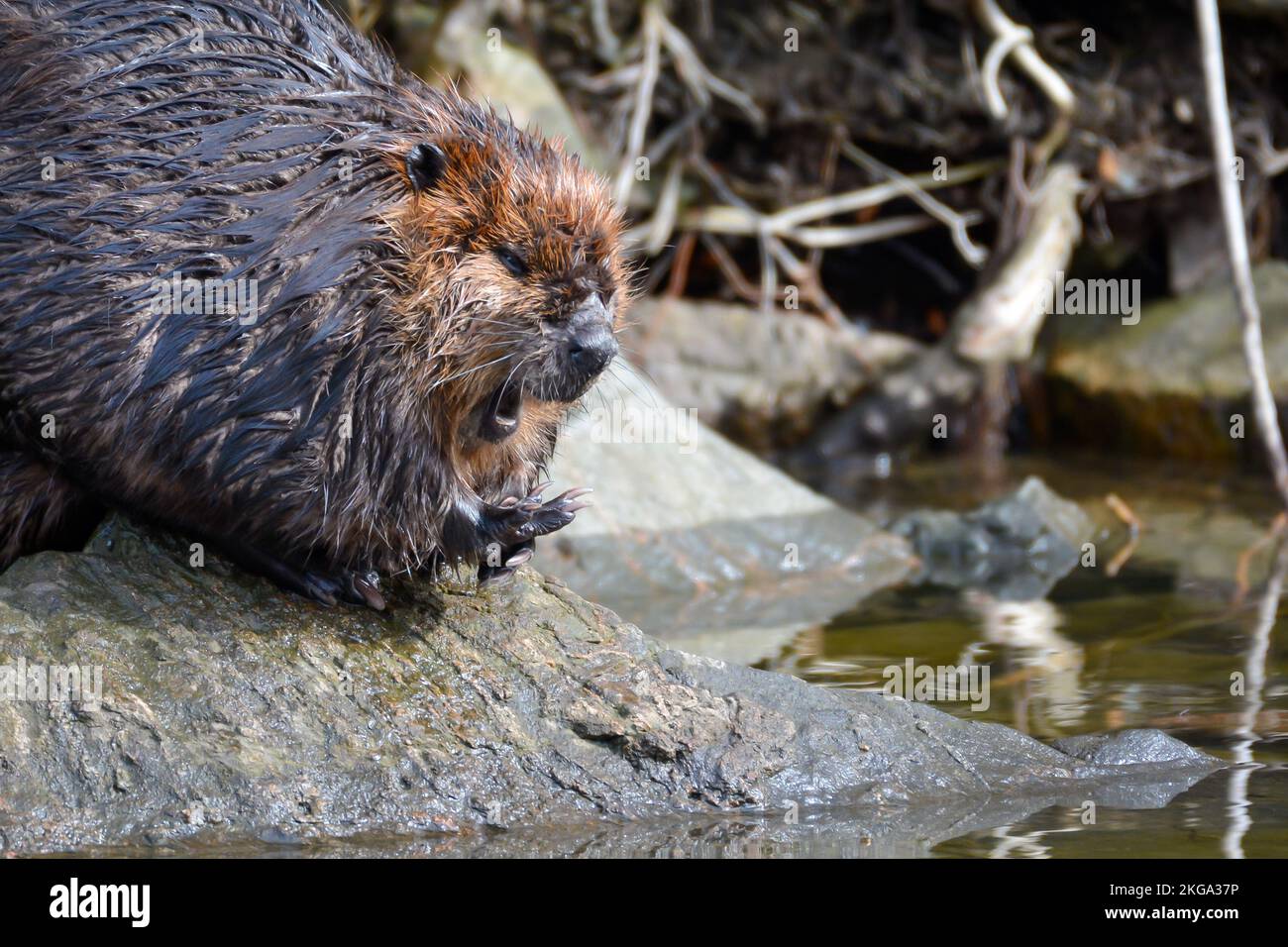 Un castor canadiense dormido descansando en una gran roca después de salir de la hibernación a principios de primavera. Foto de stock