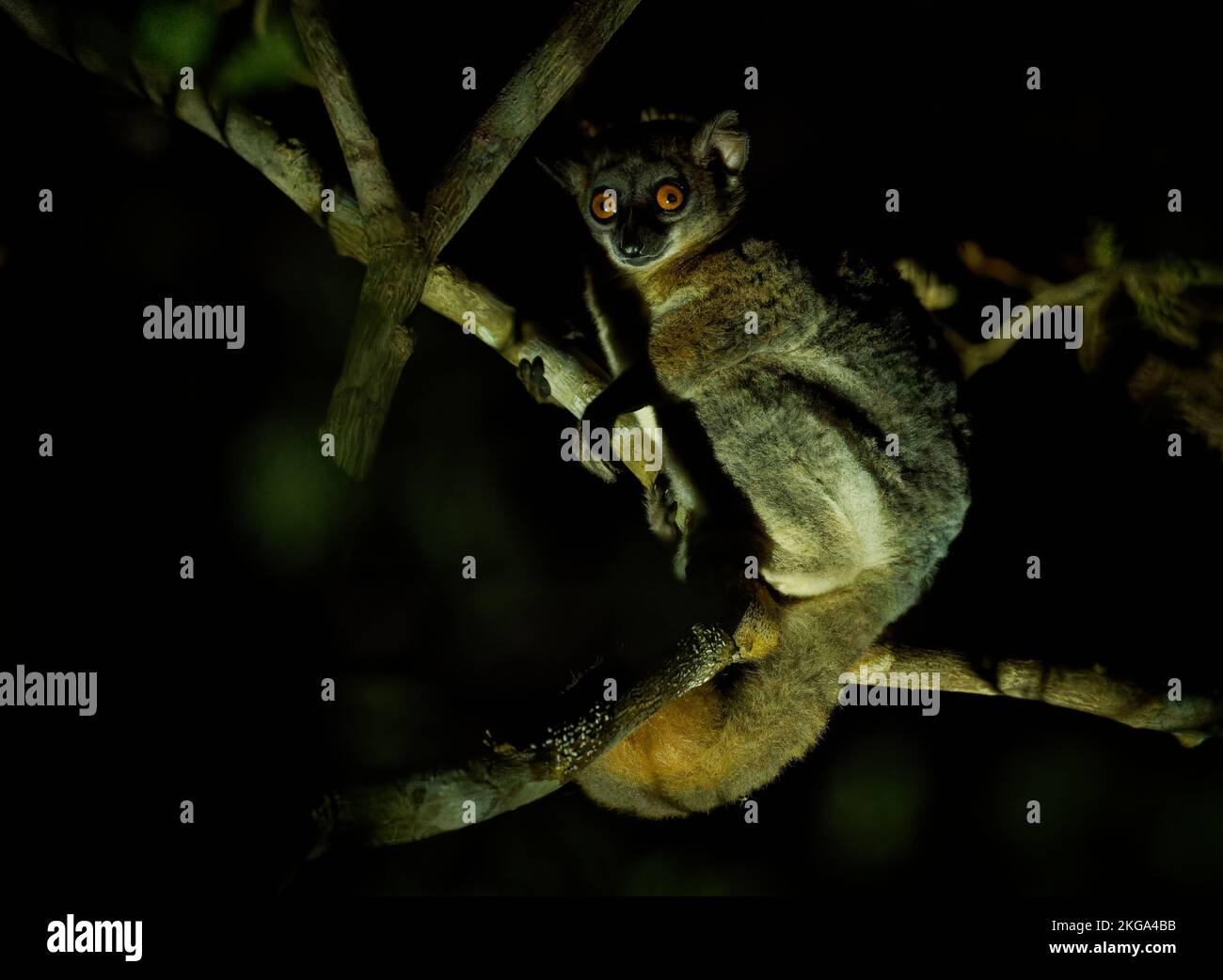 Lemur Esportivo de Cola Roja - Lepilemur ruficaudatus o lemur de comadreja de Cola Roja, Madagascar Especies nocturnas endémicas que se alimentan de hojas y frutos, mamma Foto de stock