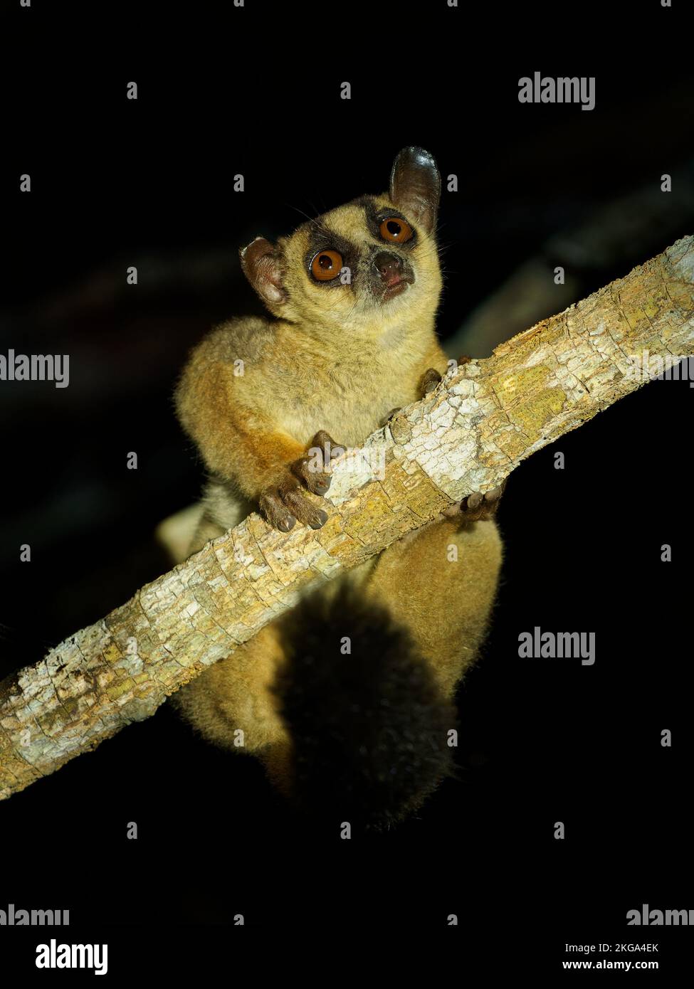 Horquilla Pale-marcada Lemur - Phaner pallescens o Western tenk-marcado lemur, Madagascar Mamífero endémico en la CITES, animal nocturno en el baño rama Foto de stock