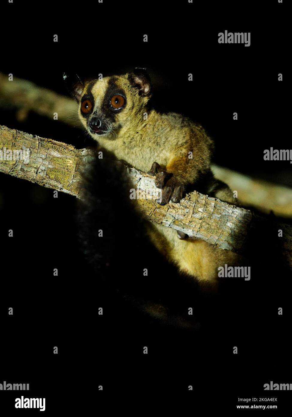 Horquilla Pale-marcada Lemur - Phaner pallescens o Western tenk-marcado lemur, Madagascar Mamífero endémico en la CITES, animal nocturno en el baño rama Foto de stock