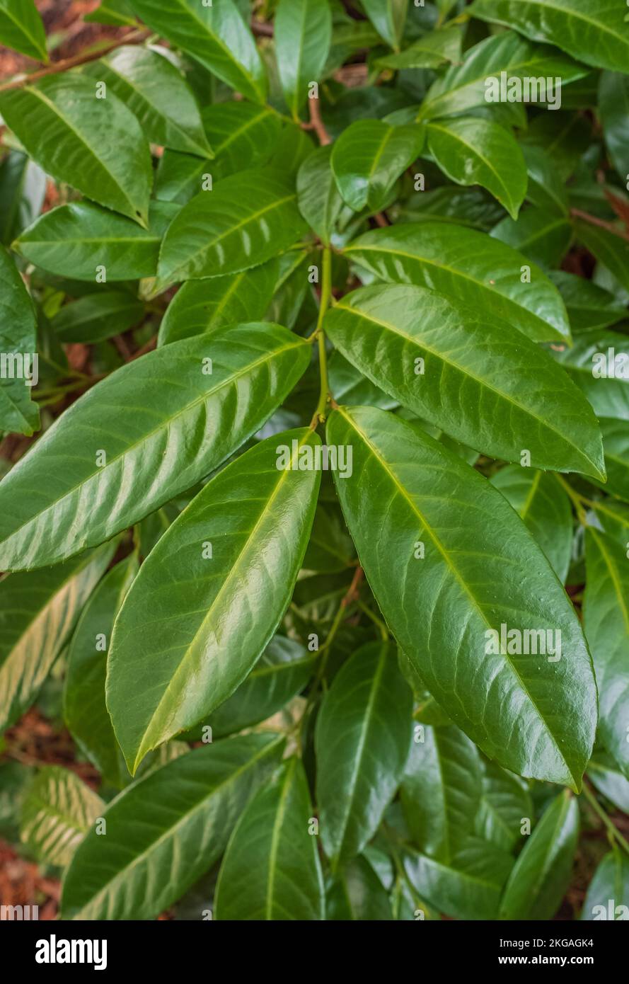Primer plano de las hojas de laurel de cerezo. Planta de laurel de