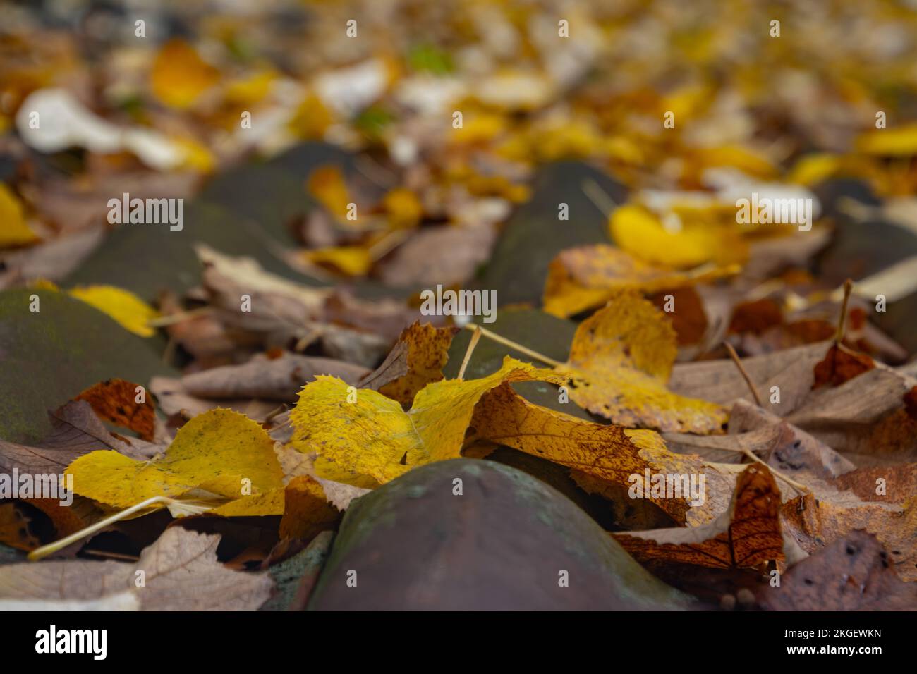 Primer plano de las hojas otoñales en las tejas con el foco en primer plano Foto de stock