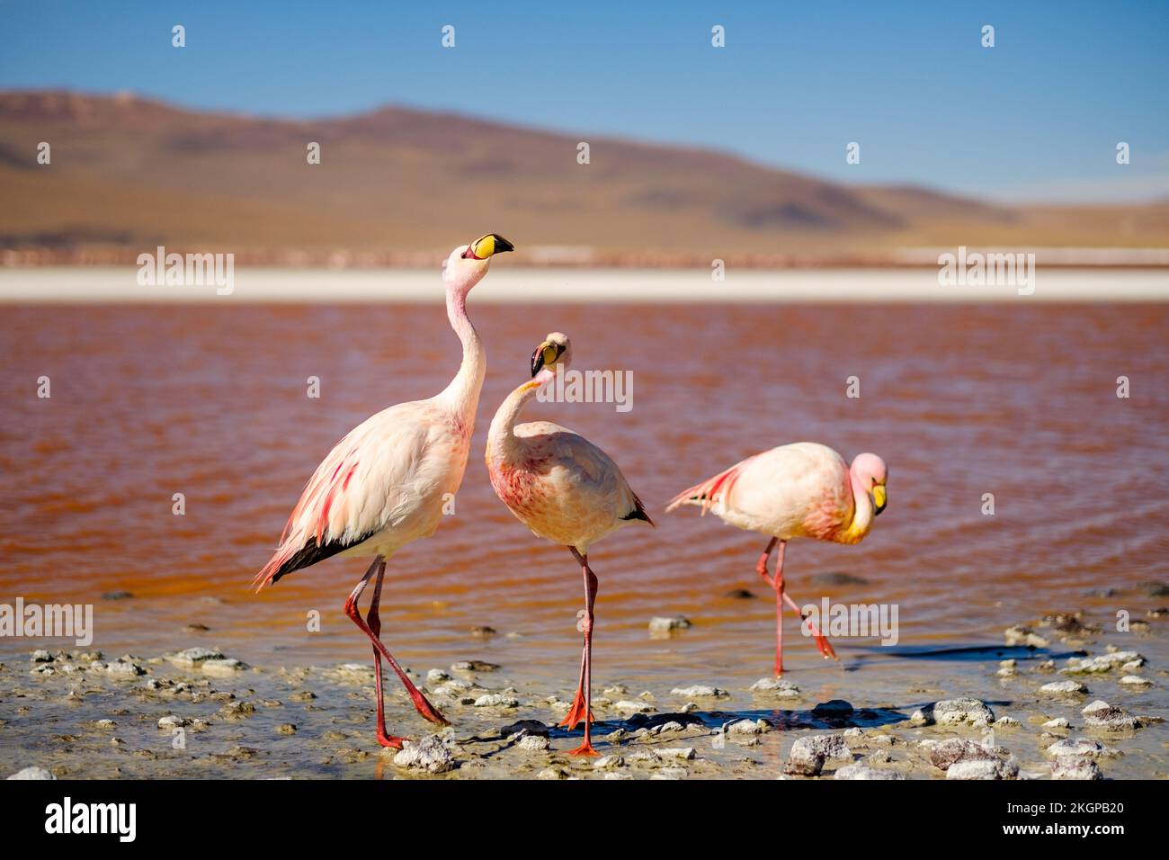 Flamencos en Laguna Colorada en la Reserva Nacional de Fauna Andina Eduardo Avaroa, Provincia Sur Lípez, Bolivia Foto de stock