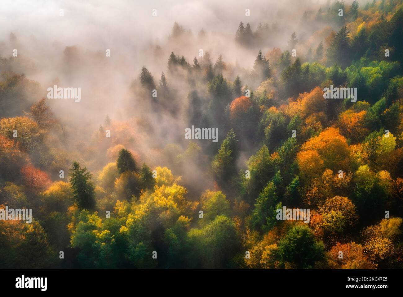 Vista aérea del hermoso bosque de otoño colorido en las nubes bajas Foto de stock