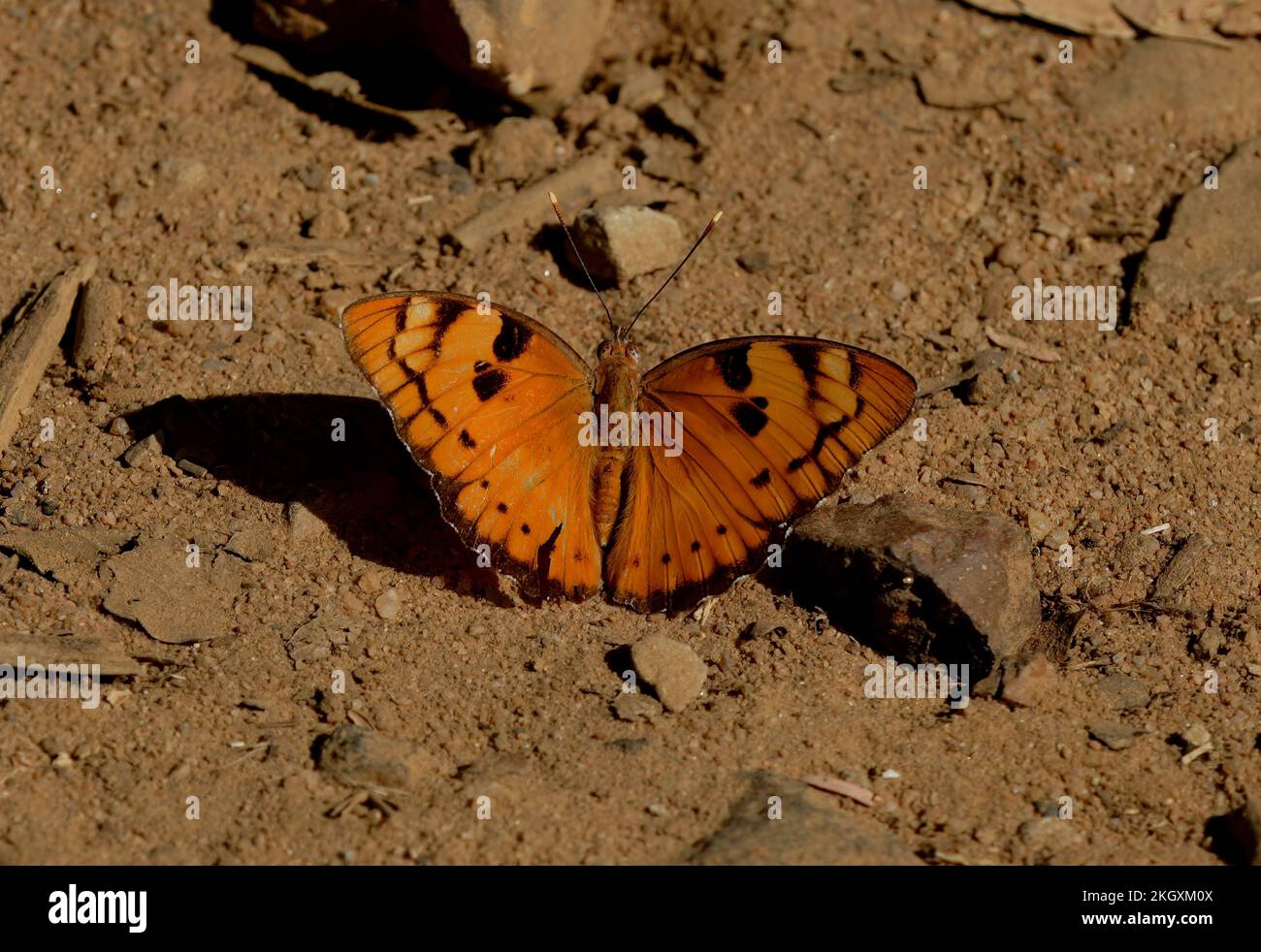 Mariposa baronet (Euthalia nais) adulto descansando en el suelo con las alas abiertas Madhya Pradesh, India Noviembre Foto de stock