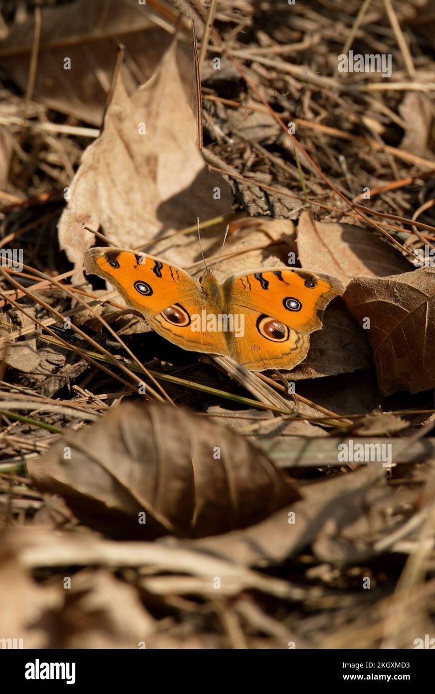 Pavo real Pansy mariposa (Junonia almana) adulto en reposo en la hoja de la litera con las alas abiertas Katmandú, Nepal Febrero Foto de stock