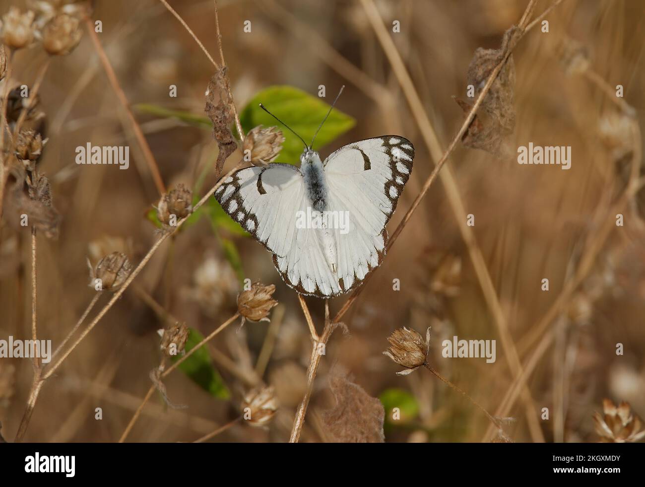 Mariposa pionera (Anaphaeis aurota) adulto en reposo en cabezas de semillas secas con alas abiertas Madhya Pradesh, India Noviembre Foto de stock