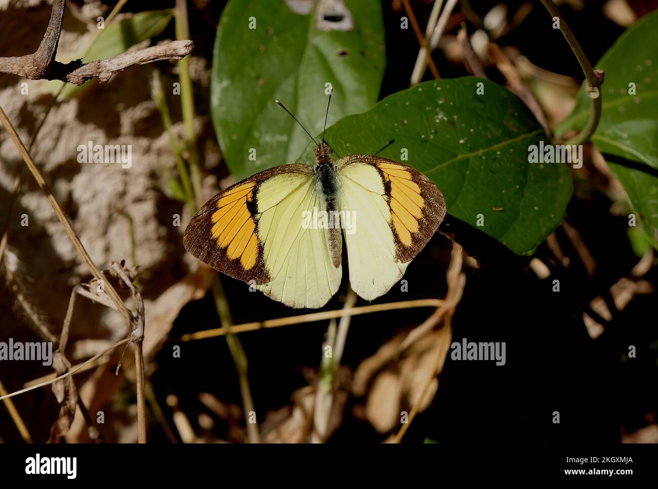 Mariposa amarilla de punta anaranjada (Ixias pyrene) adulto descansando sobre la hoja con las alas abiertas Madhya Pradesh, India Noviembre Foto de stock