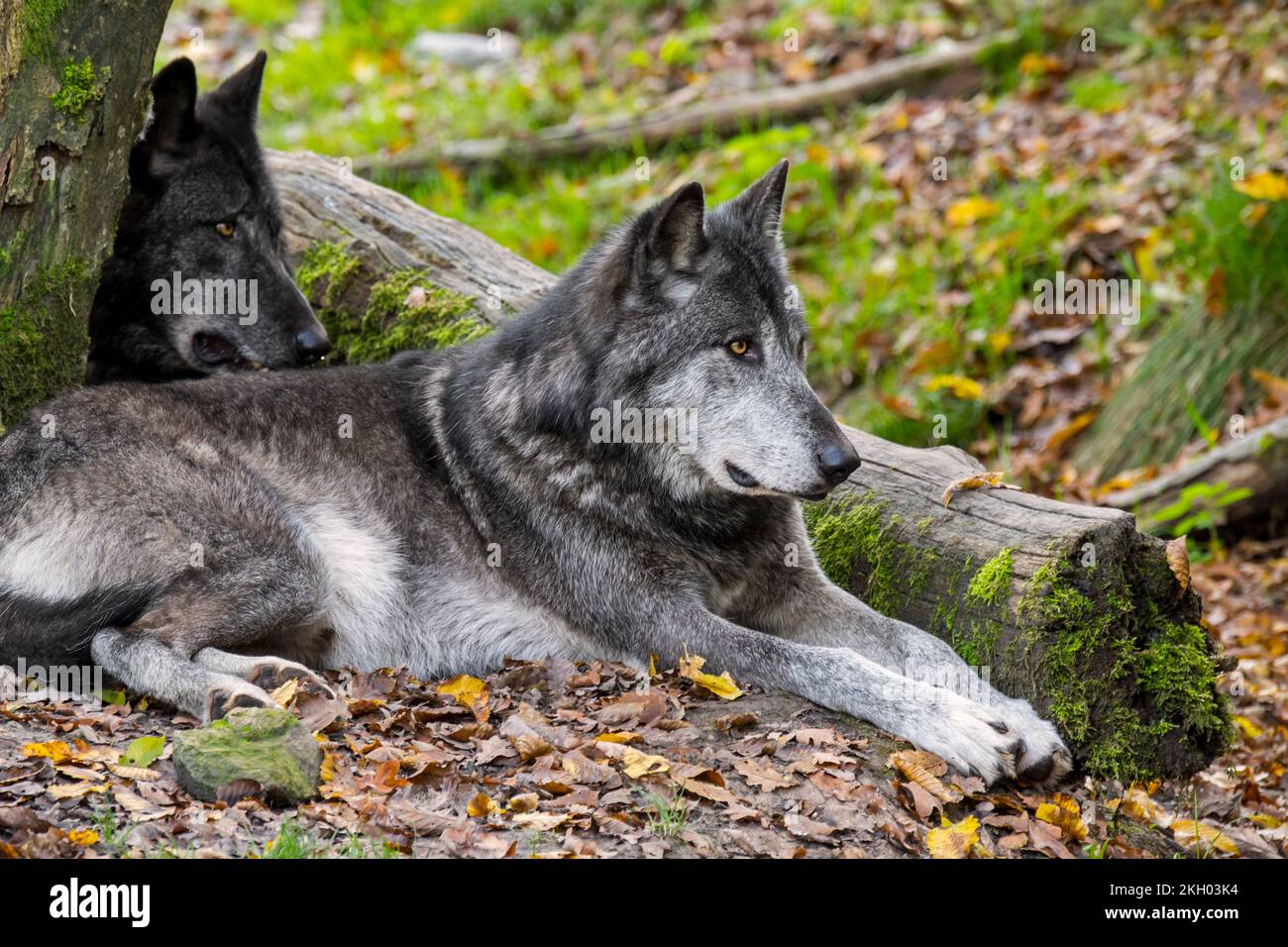 Dos lobos del Noroeste / Lobo del Valle Mackenzie / Lobos de madera canadienses / de Alaska (Canis lupus occidentalis) descansando en el bosque Foto de stock