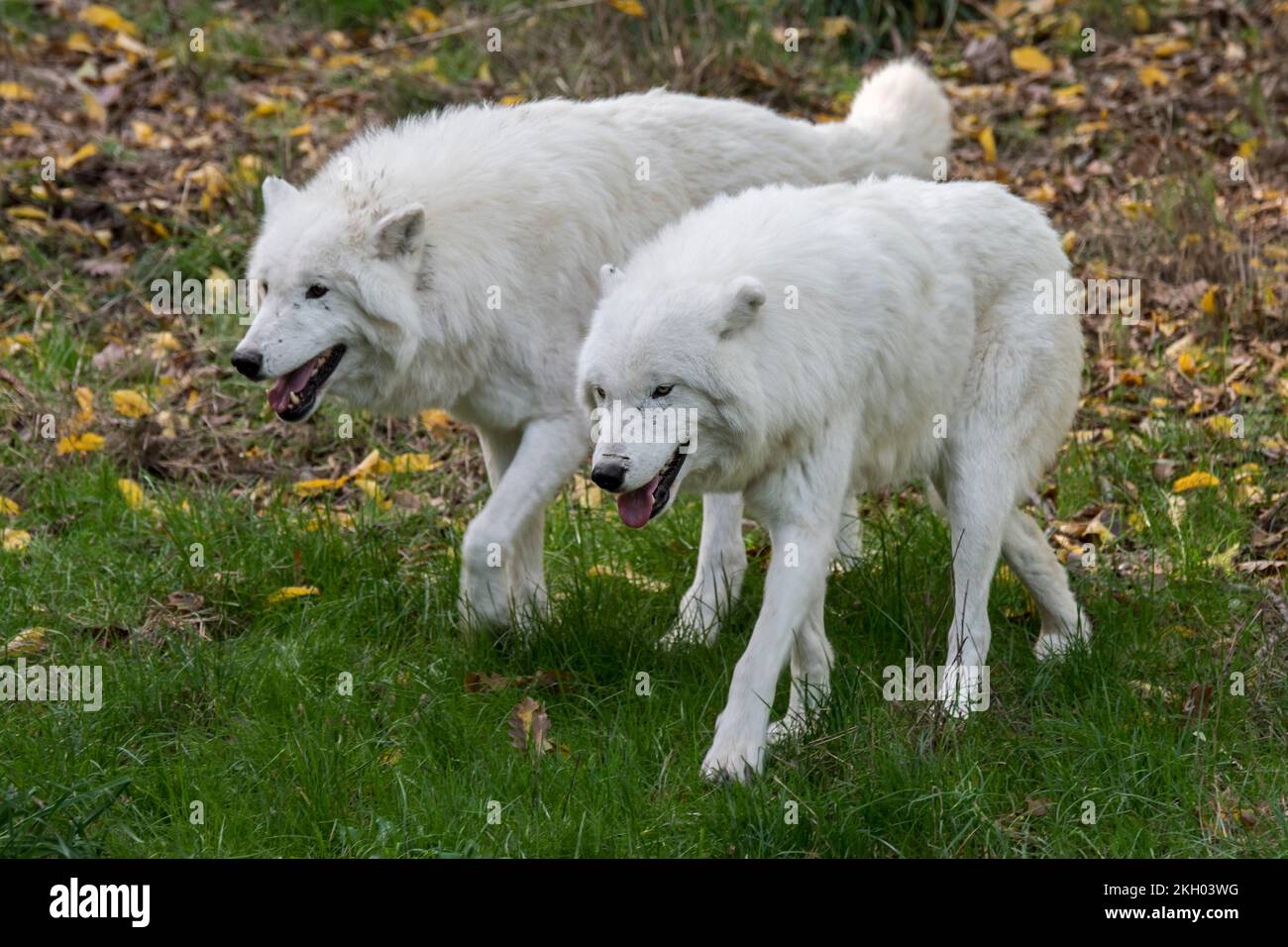 Dos lobos cautivos del Ártico / lobos blancos / lobos polares (Canis lupus arctos) caminando lado a lado, nativo de la tundra del Alto Ártico de Canadá Foto de stock