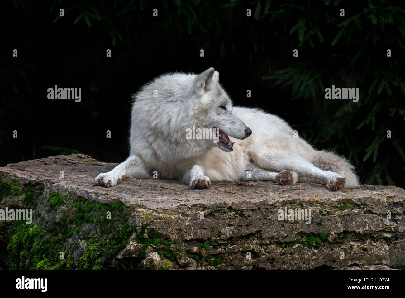Lobo ártico / lobo blanco / lobo polar (Canis lupus arctos) descansando sobre la roca, nativa de la tundra del Alto Ártico de Canadá Foto de stock