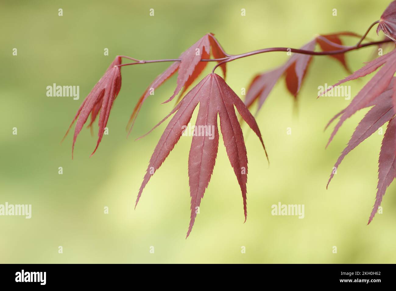 Nuevo crecimiento en Acer palmatum 'Bloodgood' Foto de stock