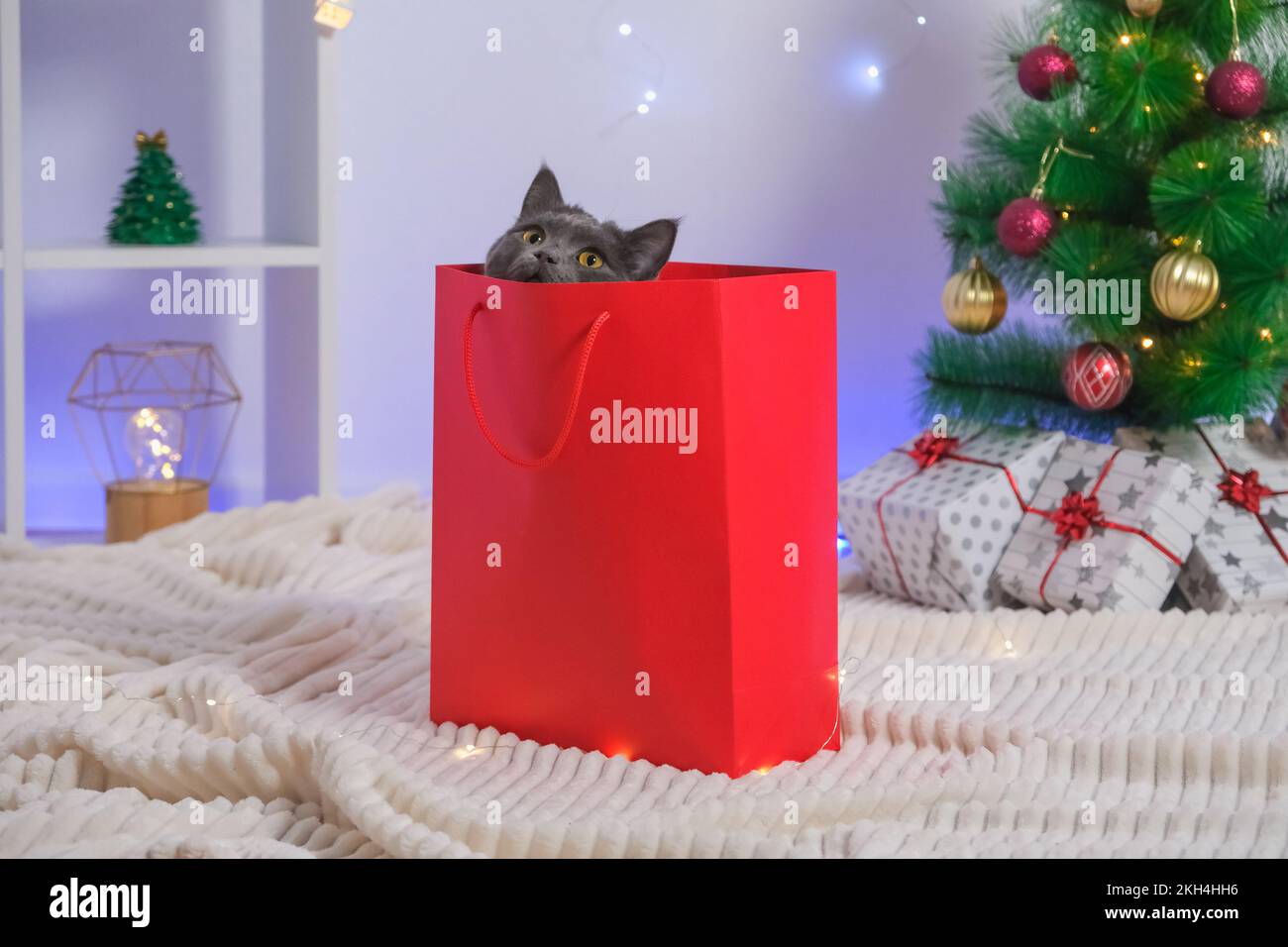 Un gato gris chartreux mirada fuera de una bolsa roja del regalo. Un gato  en el fondo de un árbol de Navidad, guirnaldas, regalos. Bokeh de neón. Año  Nuevo 2023 y concepto