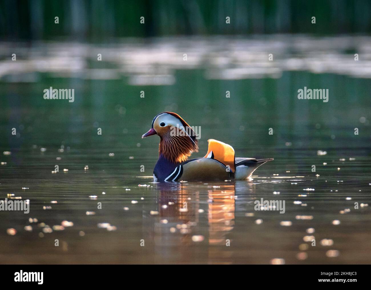 Male Mandarin Duck (Aix galericulata) on New Pool at Sunrise, Whitegate, Cheshire, Inglaterra, Reino Unido Foto de stock