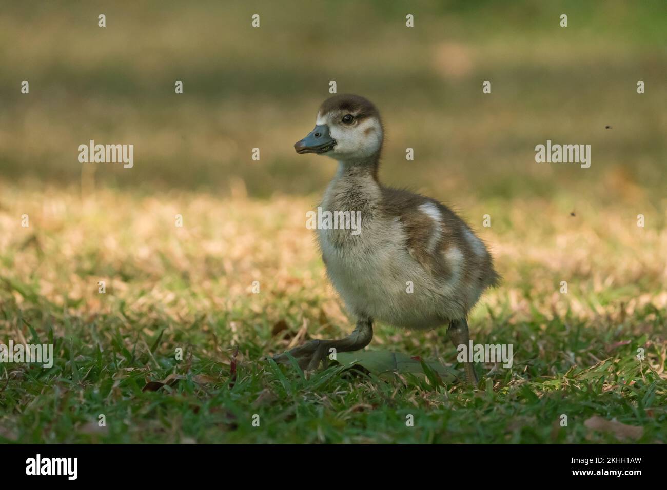 Bebé ganso egipcio (Alopochen aegyptiaca) Primer plano de gosling corriendo sobre la hierba en la naturaleza de Sudáfrica Foto de stock