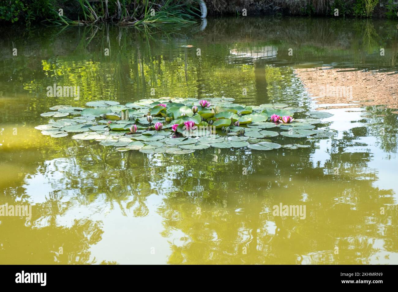 Una isla de lirios de agua en el centro del estanque, Lilie wodne