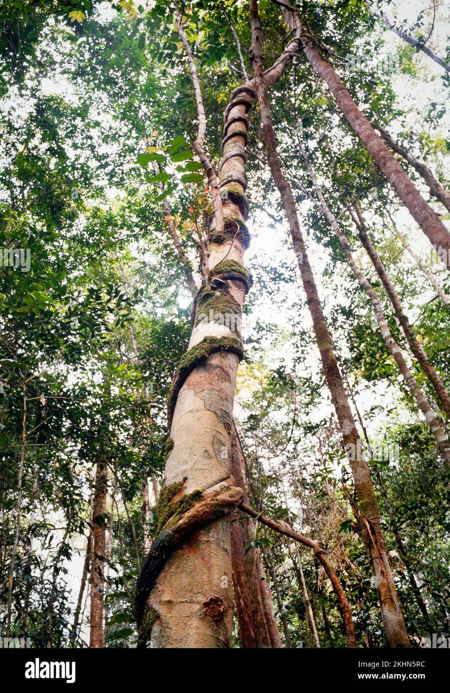 Superreductora de selva madura adjunta a un árbol maduro, Malasia Foto de stock
