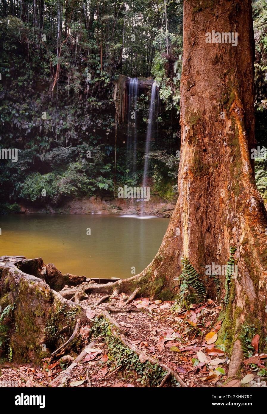 Parque Nacional Lambir Hills. cascada Foto de stock