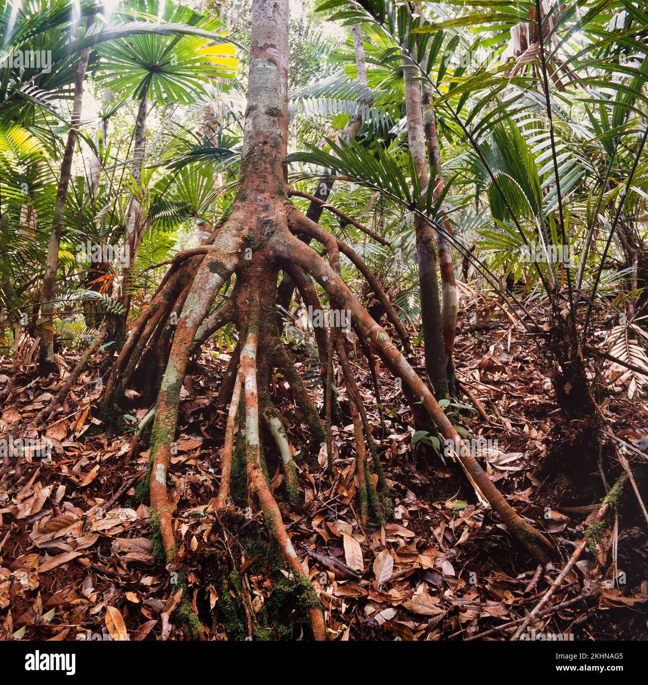 Dillenia SP. RAÍCES AÉREAS, la selva de Sarawak, Borneo, Malasia Oriental Foto de stock