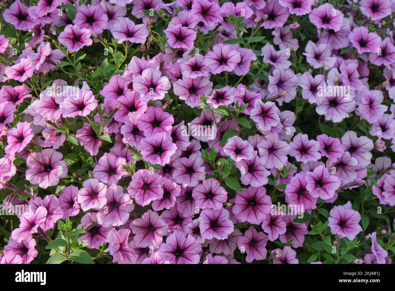 Coloridas flores de color púrpura rosa petunia hibrida cerca. Petunia planta de fondo floral. Verano jardín flores cama. Foto de stock