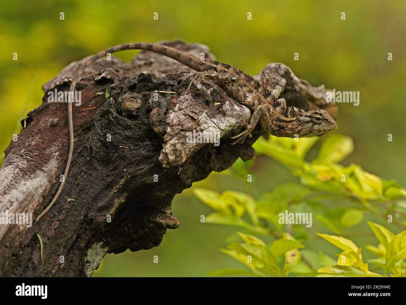 Lagarto común del jardín (Calotes versicolor) adulto en tocón de árbol muerto Sri Lanka Diciembre Foto de stock