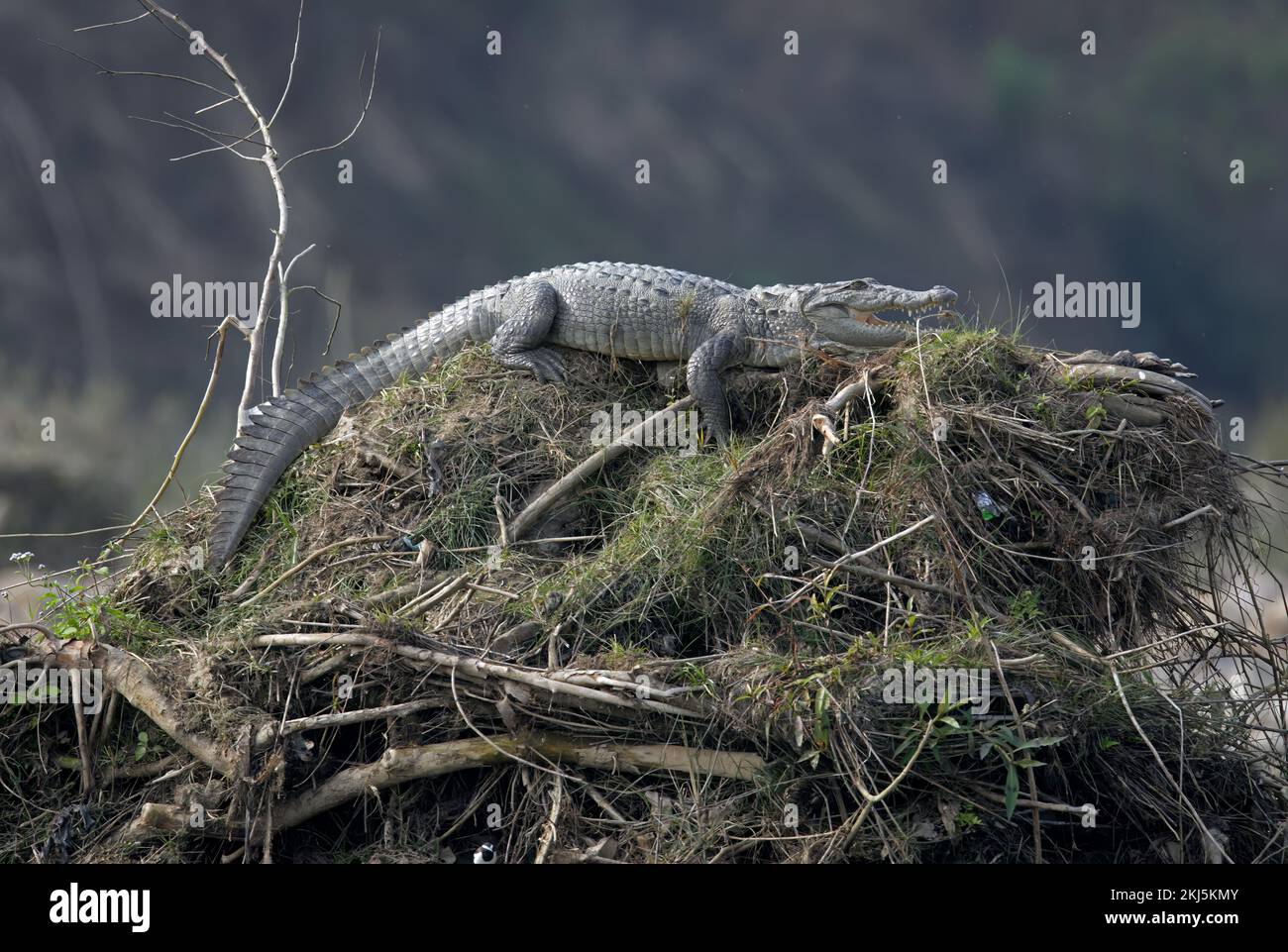 Cocodrilo (Crocodylus palustris) adulto descansando con la boca abierta sobre la pila de vegetación Chitwan NP, Nepal Enero Foto de stock