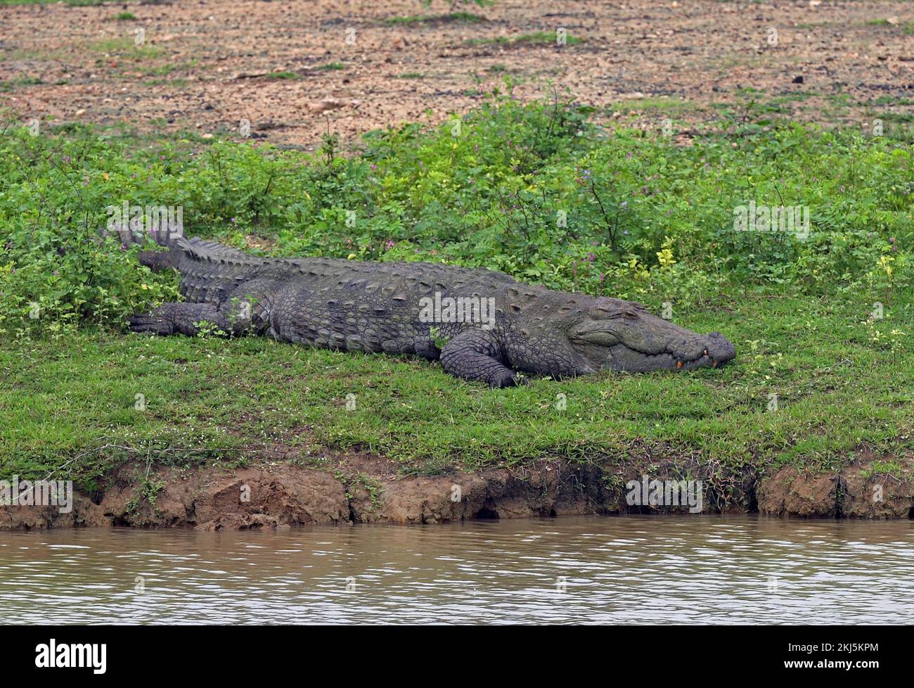 Cocodrilo (Crocodylus palustris) adulto en el borde de las aguas Bundala NP, Sri Lanka Diciembre Foto de stock