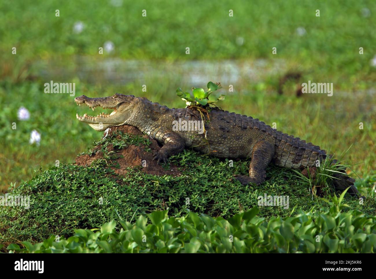 Cocodrilos (Crocodylus palustris) adulto en el montículo en el pantano de agua dulce, tomando el sol con jacinto de agua en la parte posterior de Sri Lanka Diciembre Foto de stock