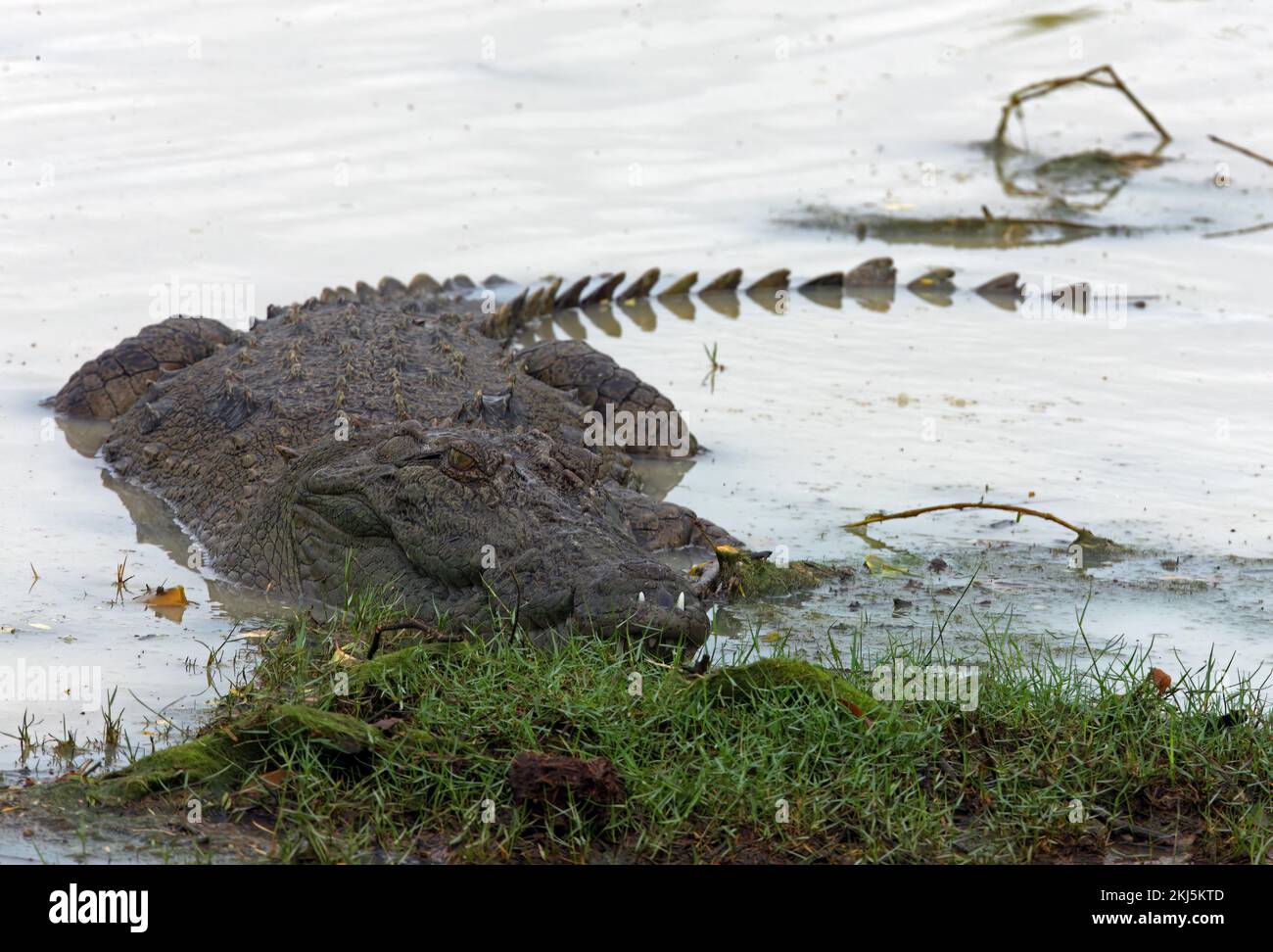 Cocodrilo (Crocodylus palustris) adulto en el borde de las aguas Bundala NP, Sri Lanka Diciembre Foto de stock