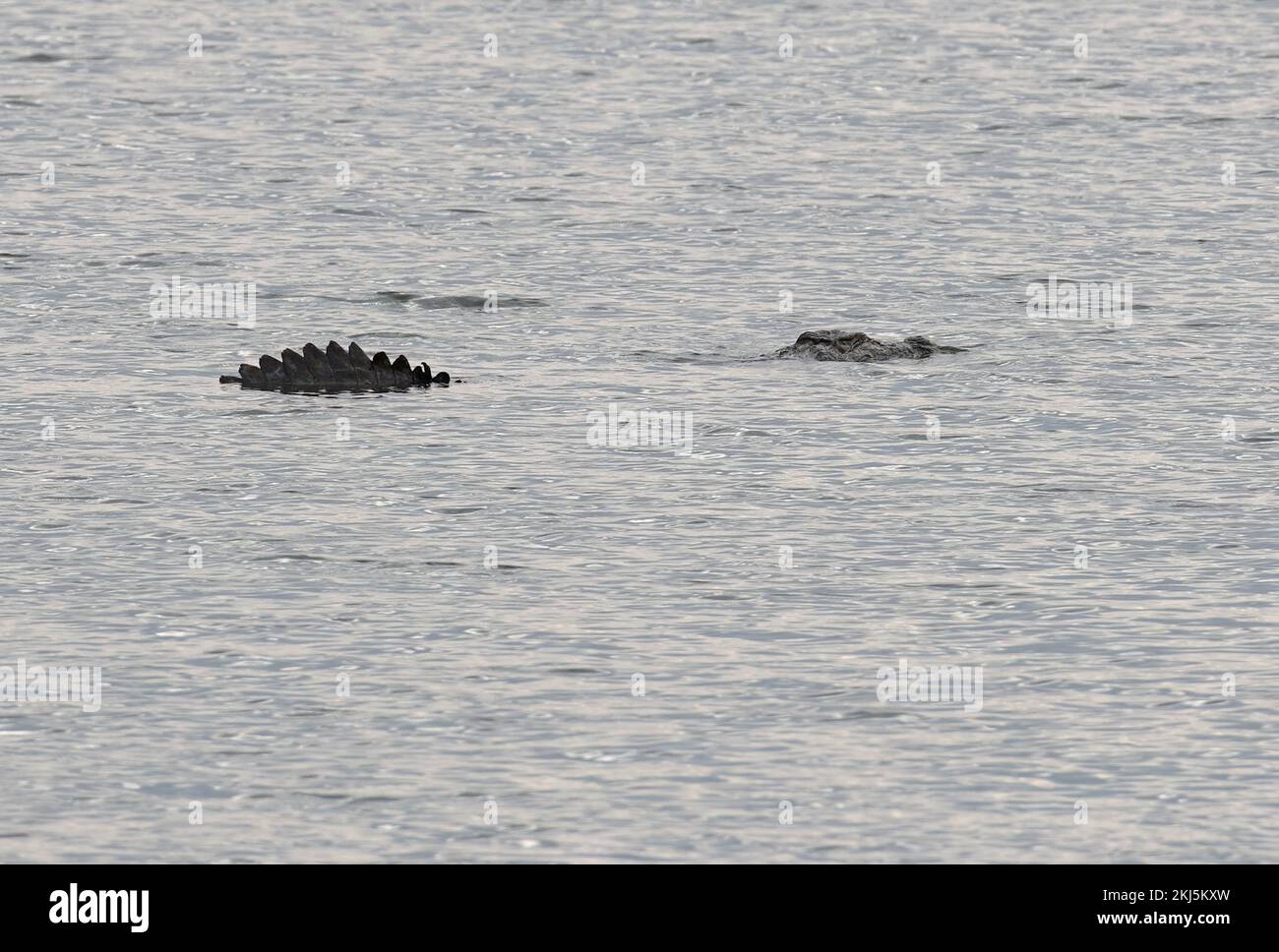 Cocodrilo (Crocodylus palustris) lage adulto nadando en el lago Gir NP, Gujarat, India Noviembre Foto de stock