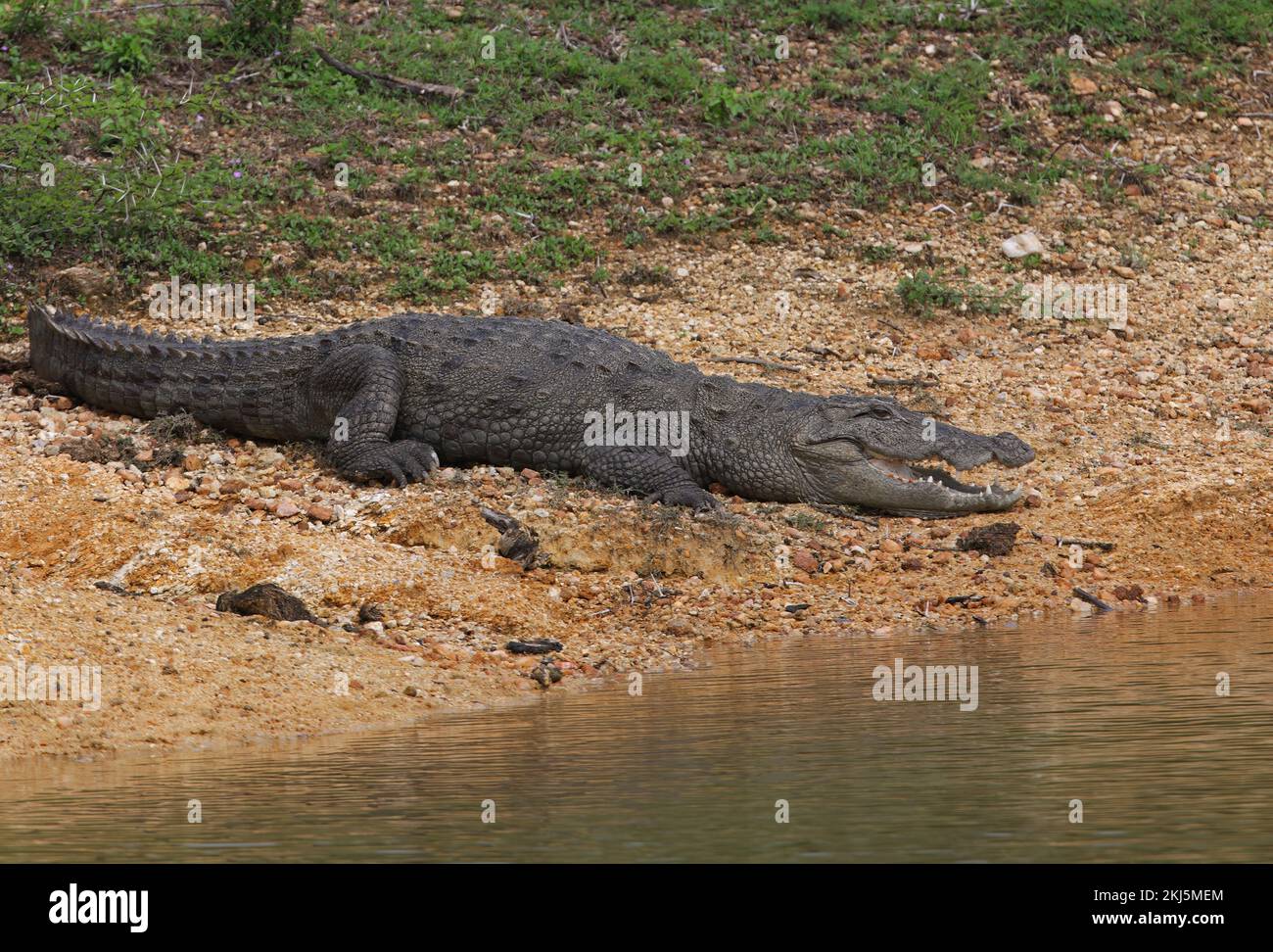 Cocodrilo de agua salada (Crocodylus porossus) adulto en el borde de las aguas Bundala NP, Sri Lanka Diciembre Foto de stock