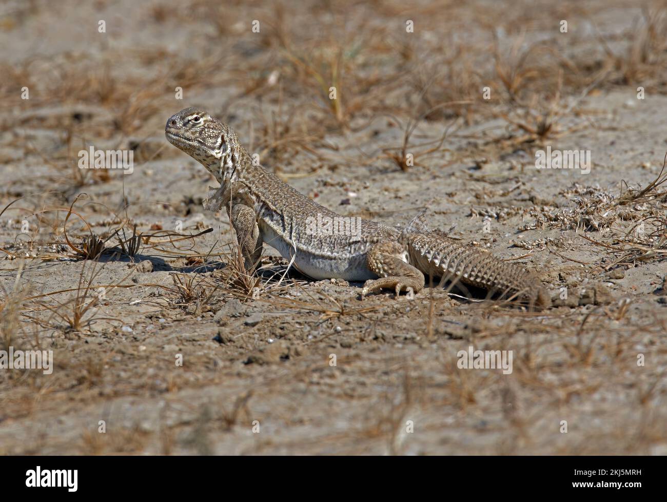 Lagarto de cola espinosa (Uromastyx hardwickii) adulto en la llanura arenosa de Gujarat, India Noviembre Foto de stock