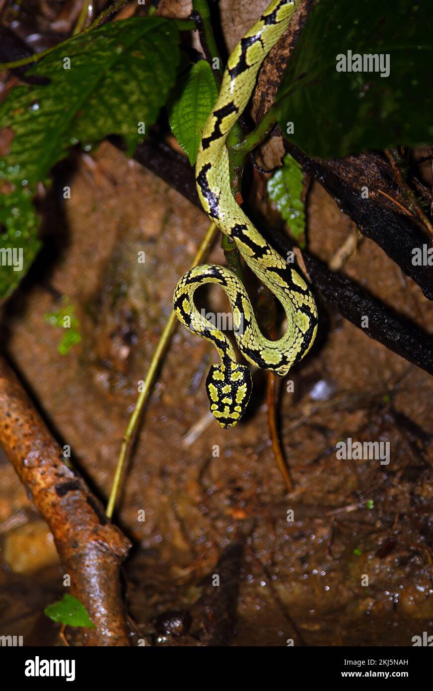 Viper verde de Sri Lanka (Trimereurus trigonocephalus) adulto colgado esperando a una presa con gotas de lluvia (endémica de Sri Lanka) Bosque de Sinharaja, S Foto de stock