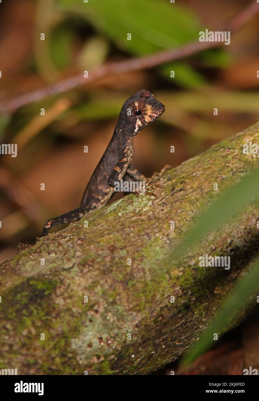 Sri Lanka Menor de lagarto canguro (Otocryptis weigmanni) en troncos caídos (Sri Lanka endémica) en el bosque de Sinharaja, Sri Lanka Diciembre Foto de stock