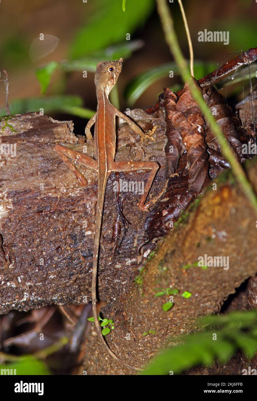 Lagarto canguro (Otocryptis weigmanni) adulto en troncos caídos (Sri Lanka endémica) en el bosque de Sinharaja, Sri Lanka Diciembre Foto de stock