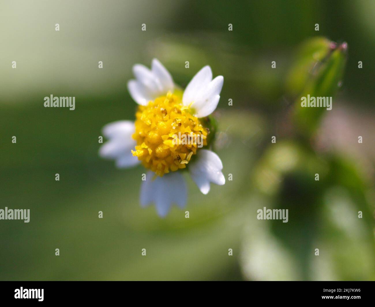 Una macro de una flor de soldado Shaggy, Galinsoga quadriradiata Foto de stock