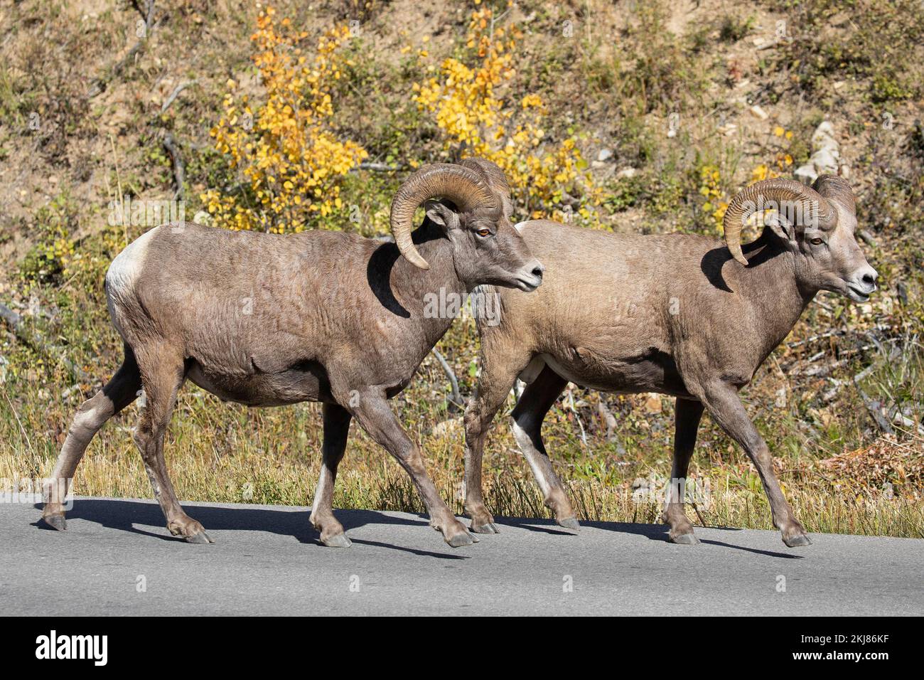 Dos carneros de oveja cimarrón salvajes caminando a lo largo de la carretera en el Parque Nacional de Waterton Lakes, Alberta, Canadá. Ovis canadensis. Foto de stock