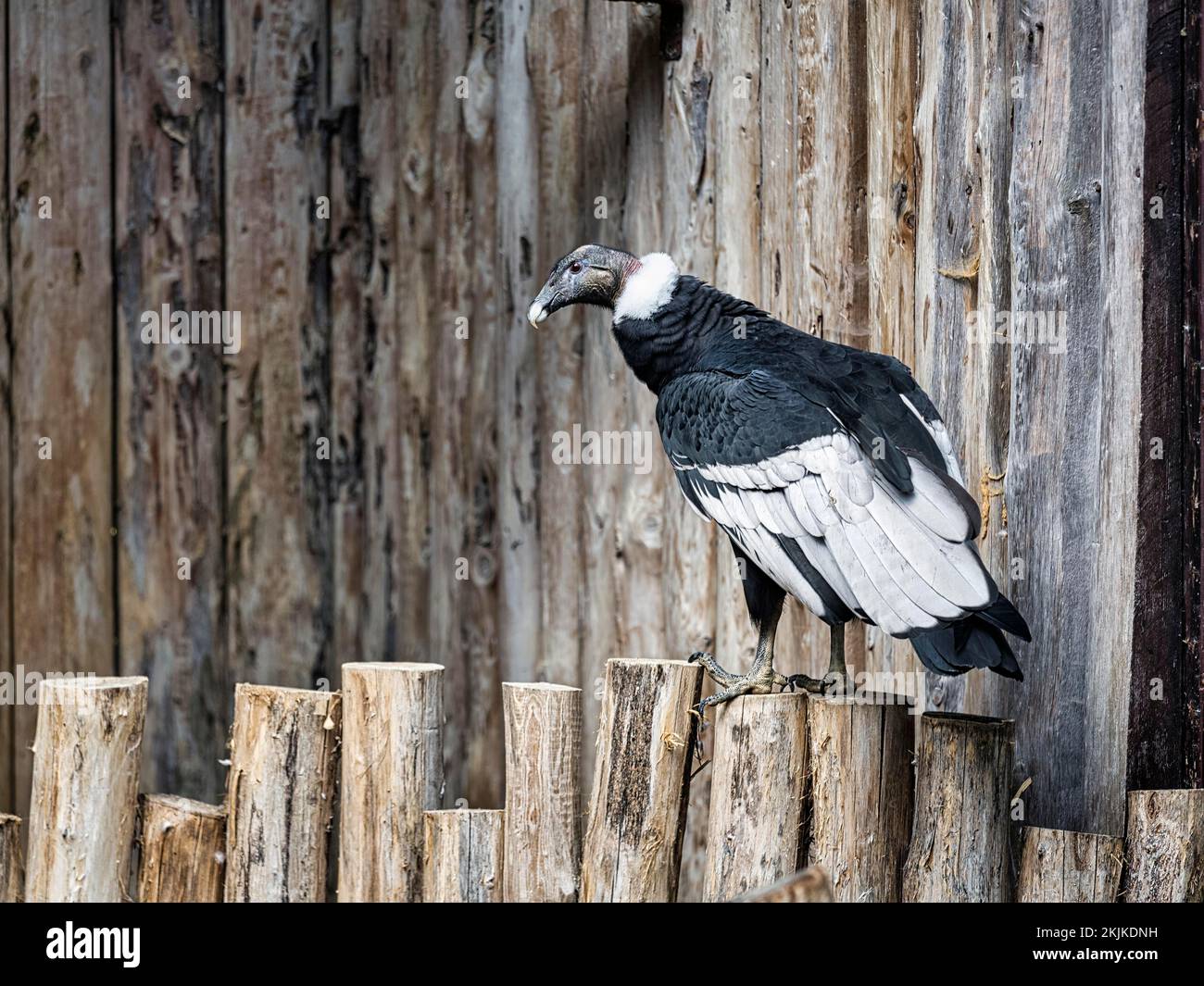 Cóndor andino (Vultur gryphus) en aviario, cautivo, Parque de Aves, Adlerwarte Berlebeck, Detmold, Alemania, Europa Foto de stock