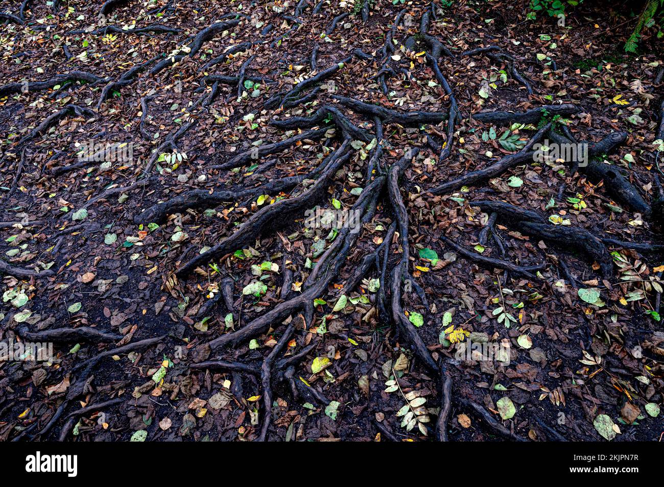 Raíces de árboles en otoño en un suelo boscoso, North Yorkshire. Foto de stock