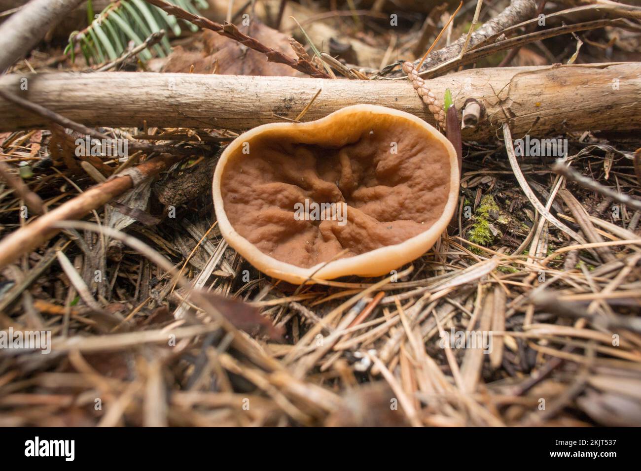 Gyromitra perlata, hongo Pig's Ear que crece en las laderas sobre