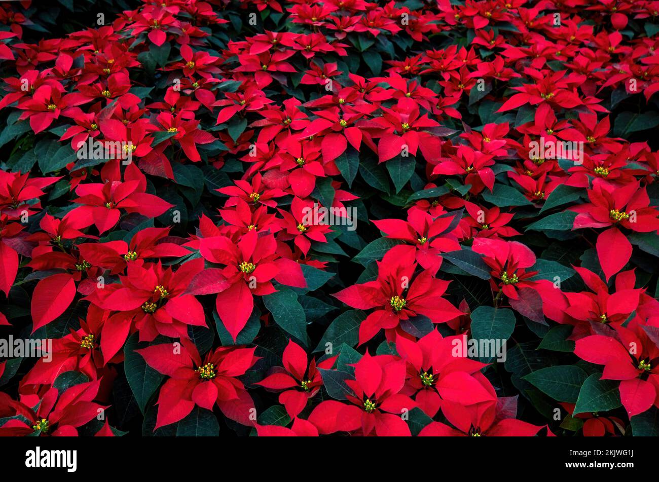 Flor de nochebuena navidad fotografías e imágenes de alta resolución -  Página 14 - Alamy